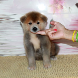 Мальчик 3 Акита Ину от 10.07.2017