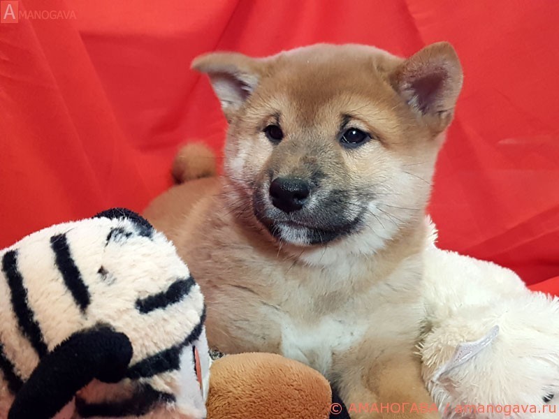 Купить щенка Шиба Ину Мытищи