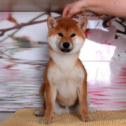 Мальчик Шиба Ину от 04.10.2017