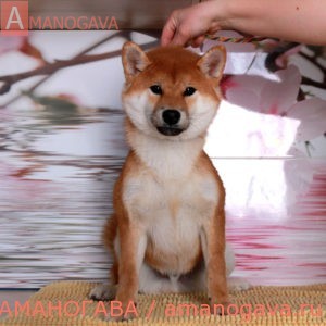 Мальчик Шиба Ину от 04.10.2017