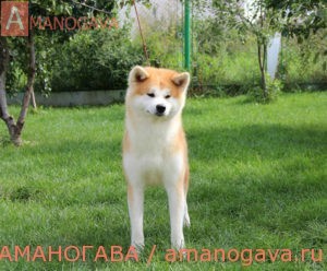 АМАНОГАВА БАРА