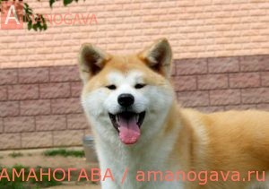 АМАНОГАВА ЕВАТОРИ