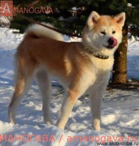 Aiken Sagarime Omaida