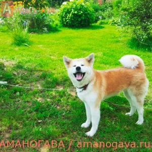 Май Хоши Игока Руми