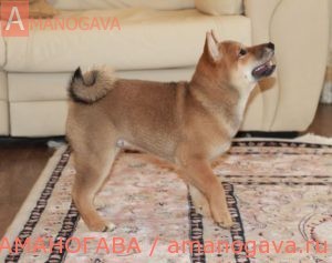 купить щенка Шиба Ину Балашиха