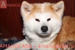 Айкэн Сагаримэ Ваон