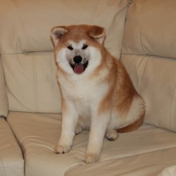 купить щенка Акита Ину Одинцово