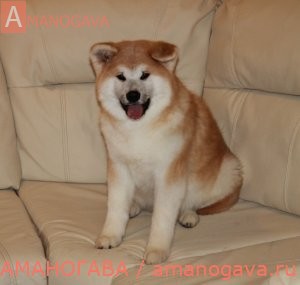 купить щенка Акита Ину Одинцово