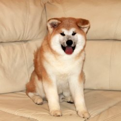 Купить щенка Акита Ину Раменское