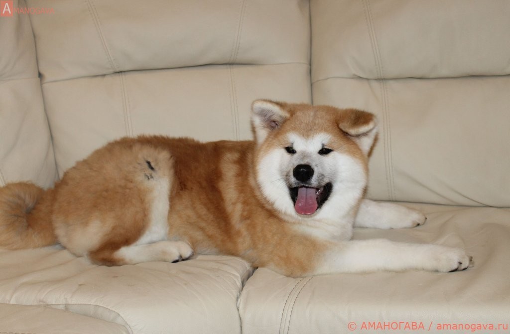 Купить щенка Акита Ину Егорьевск