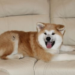 Купить щенка Акита Ину Егорьевск