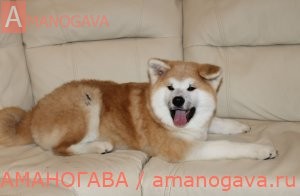 Купить щенка Акита Ину Егорьевск