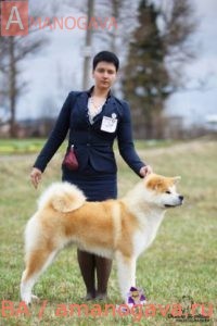 Помет Акита Ину от 07.06.2019