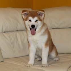 купить щенка Акита Ину Клин