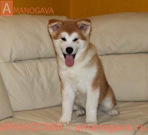 купить щенка Акита Ину Клин