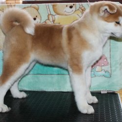 купить щенка Акита Ину Пушкино