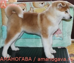 купить щенка Акита Ину Пушкино