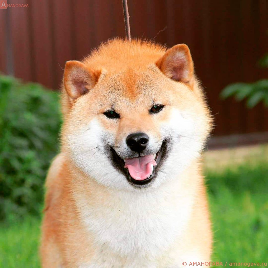 МОМИДЖИ ШИБА СУЗУМАРУ