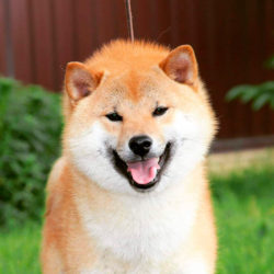 МОМИДЖИ ШИБА СУЗУМАРУ