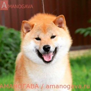 МОМИДЖИ ШИБА СУЗУМАРУ