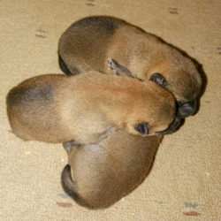 Открыт резерв на щенков Шиба Ину от 28.09.2019