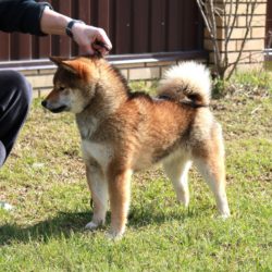 Ину Дайко Айкэн