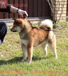 Ину Дайко Айкэн