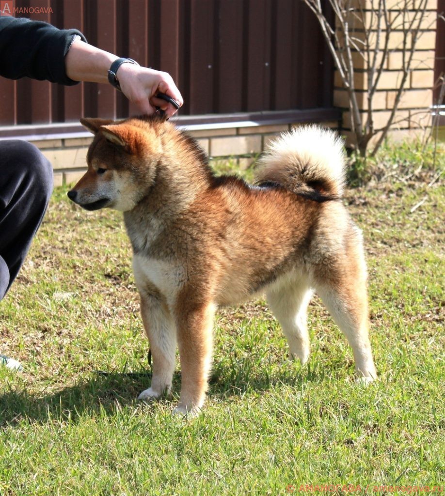 Дайко Айкэн