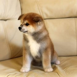 Купить щенка Акита Ину Зеленоград