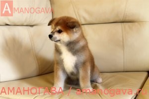 Купить щенка Акита Ину Зеленоград