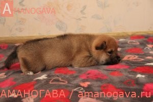 купить щенка Шиба Ину Воскресенск