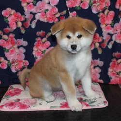 купить щенка Акита Ину Воскресенск