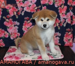 купить щенка Акита Ину Воскресенск