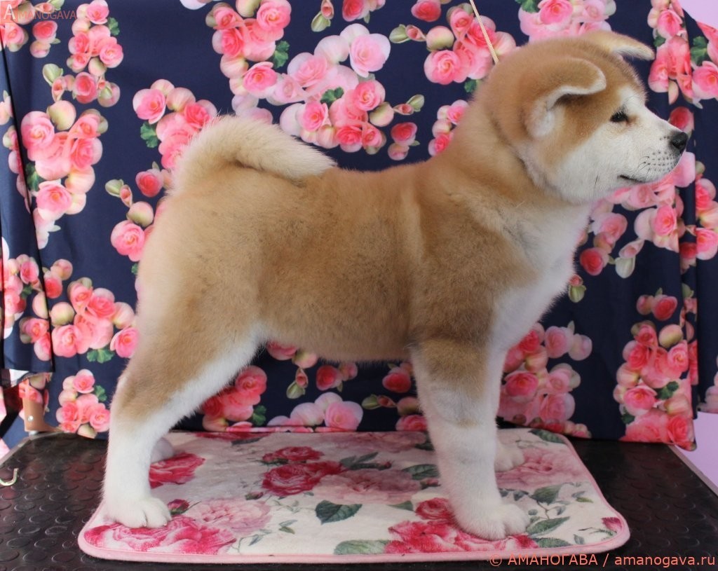 купить щенка Акита Ину Балашиха