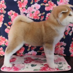 купить щенка Акита Ину Балашиха