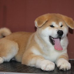 купить щенка Акита Ину Мытищи