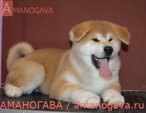купить щенка Акита Ину Мытищи