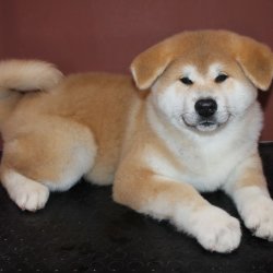 купить щенка Акита Ину Москва