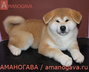 купить щенка Акита Ину Москва