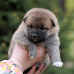 Мальчик 1 Шиба Ину от 3.04.2020