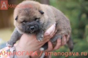 Купить щенка Шиба Ину Зеленоград