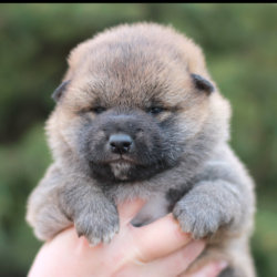 Мальчик 2 Шиба Ину от 3.04.2020