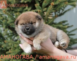 купить щенка Шиба Ину Егорьевск
