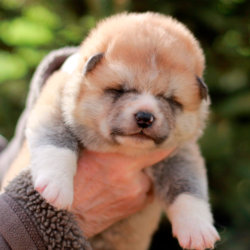 Мальчик 3 Акита Ину от 03.04.2020г.