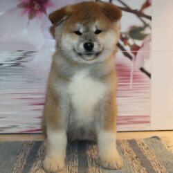 Девочка акита 0211