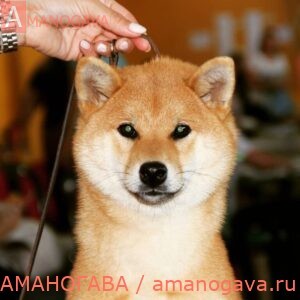 AMANOGAVA OMOSHIROI OMOCHA