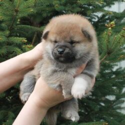 Мальчик Шиба Ину от 14.04.2021