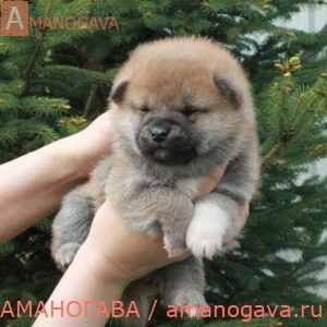 Мальчик Шиба Ину от 14.04.2021