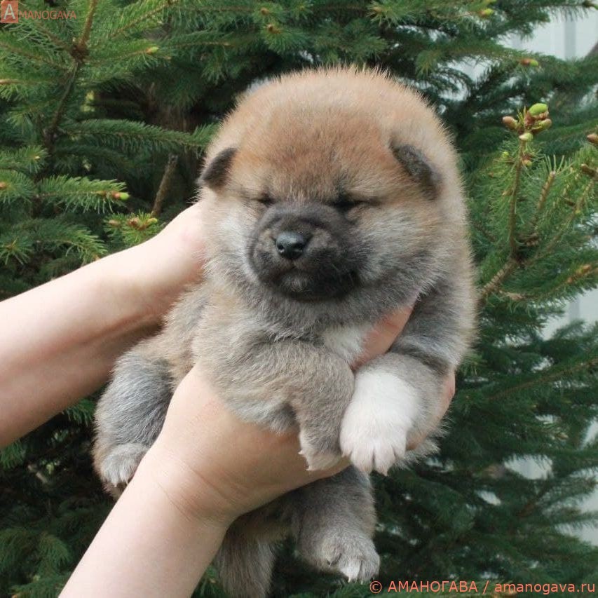 Мальчик Шиба Ину от 14.04.2021