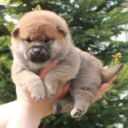 Девочка Шиба Ину от 14.04.2021